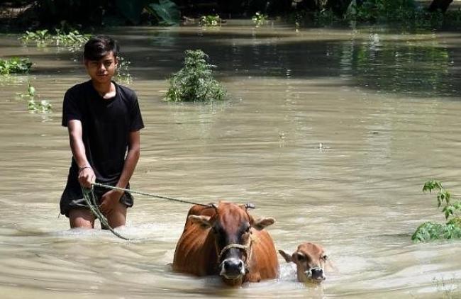 ರಾಜಕಾಲುವೆ ನೀರು ನುಗ್ಗಿ 10 ಕ್ಕೂ ಹೆಚ್ಚು ಜಾನುವಾರು ಸಾವು More than 10 livestock died due to flooding - Lokadarshan Daily Kannada News